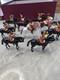 Britains 00073 Mounted Band Of The Lifeguards Set 1