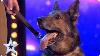 Heroic Police Dog Finn Moves The Judges To Tears Auditions Bgt 2019