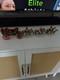 Rare Britains Toy Soldiers England Royal Coronation Open Carriage Elizabeth