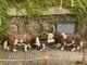 Vintage Britains Farm Simmental Family Set, Repainted Customised Unique Model